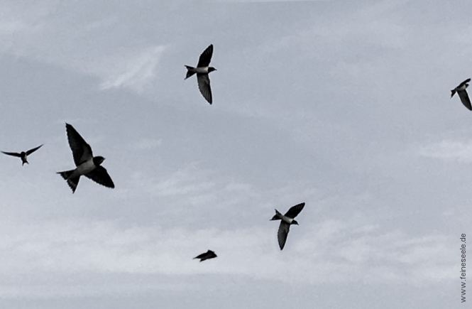 Ruhe finden Himmel mit Vögeln