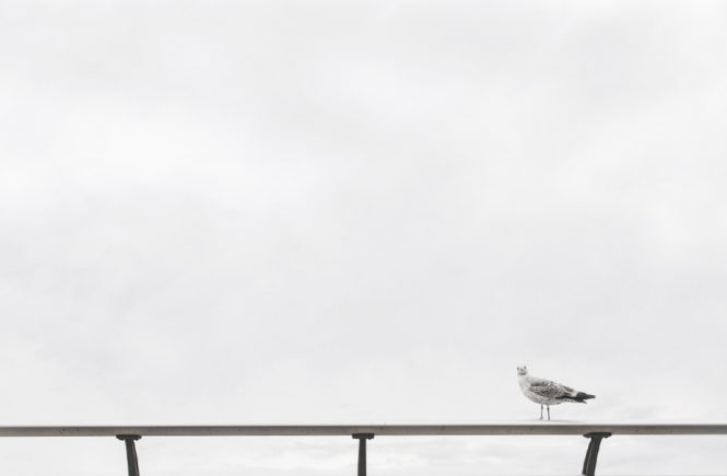 20 Fragen die dir niemand stellt, Vogel auf Geländer