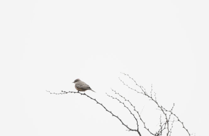 Weniger ist mehr: Vogel auf Ast